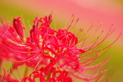 曼珠沙華