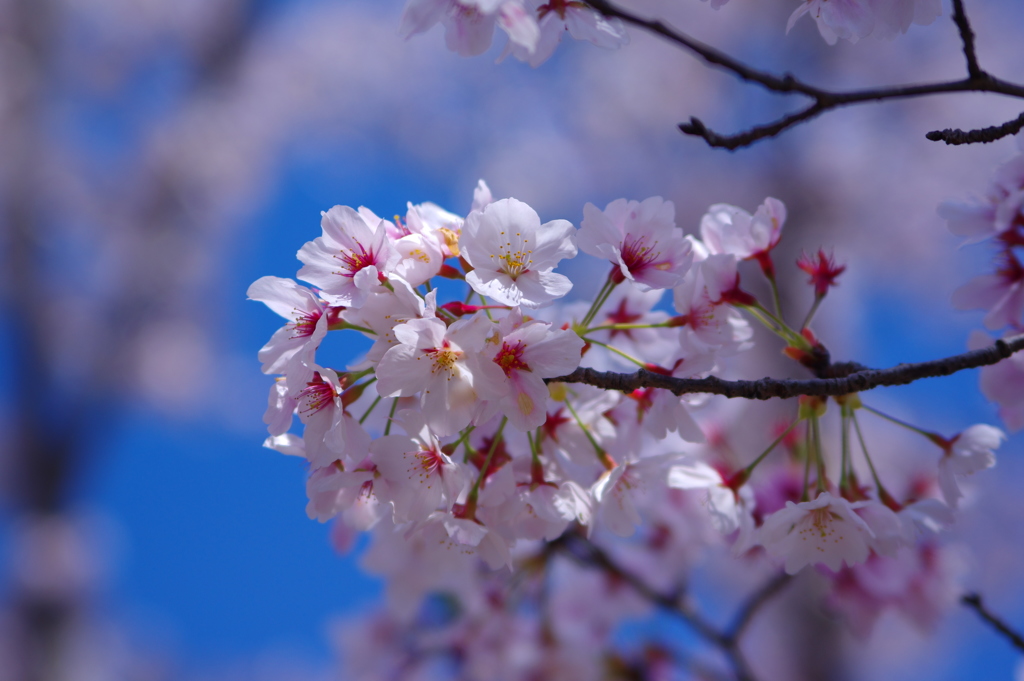 sakura