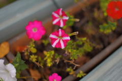 ペチュニア