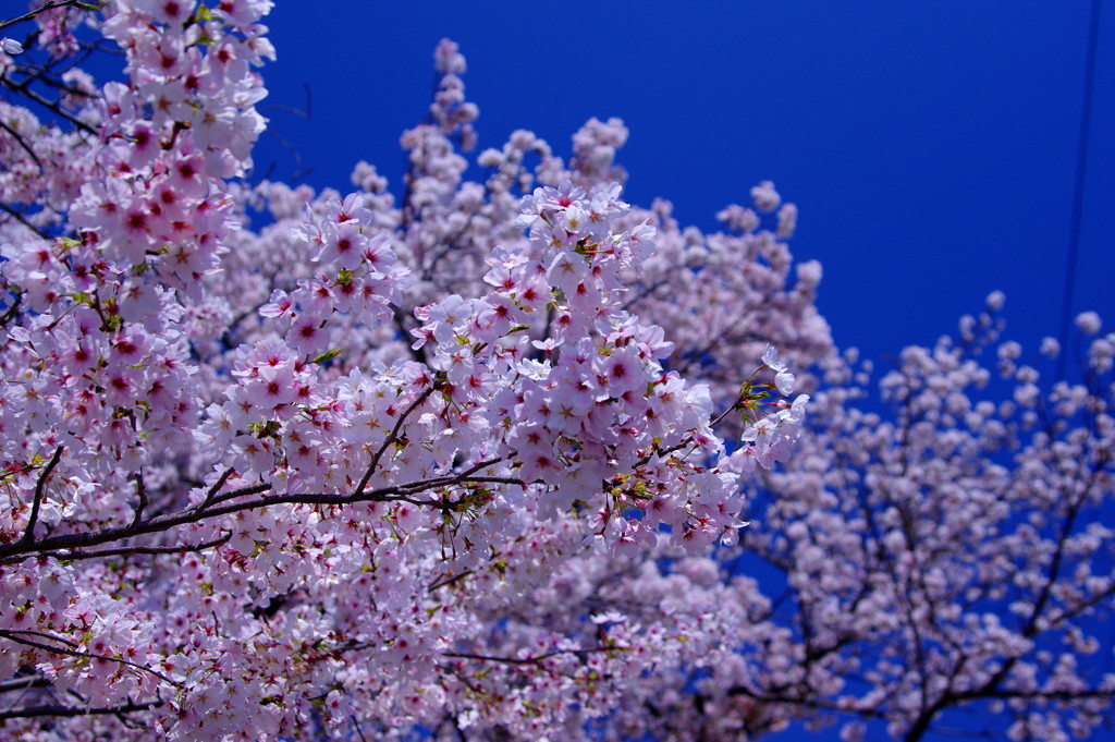 桜