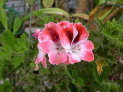 お花