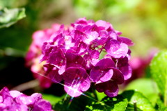 輝く紫陽花