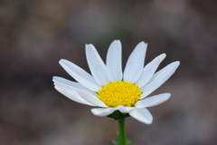 白い花