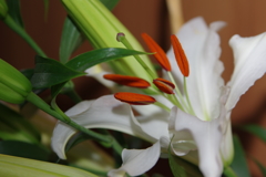 ユリの花