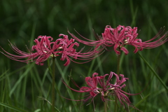 曼珠沙華 3