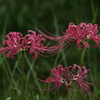 曼珠沙華 3