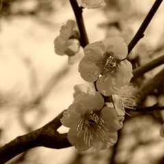 ume 3