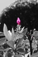 開花待ち