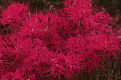 曼珠沙華 1