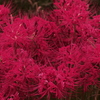 曼珠沙華 1