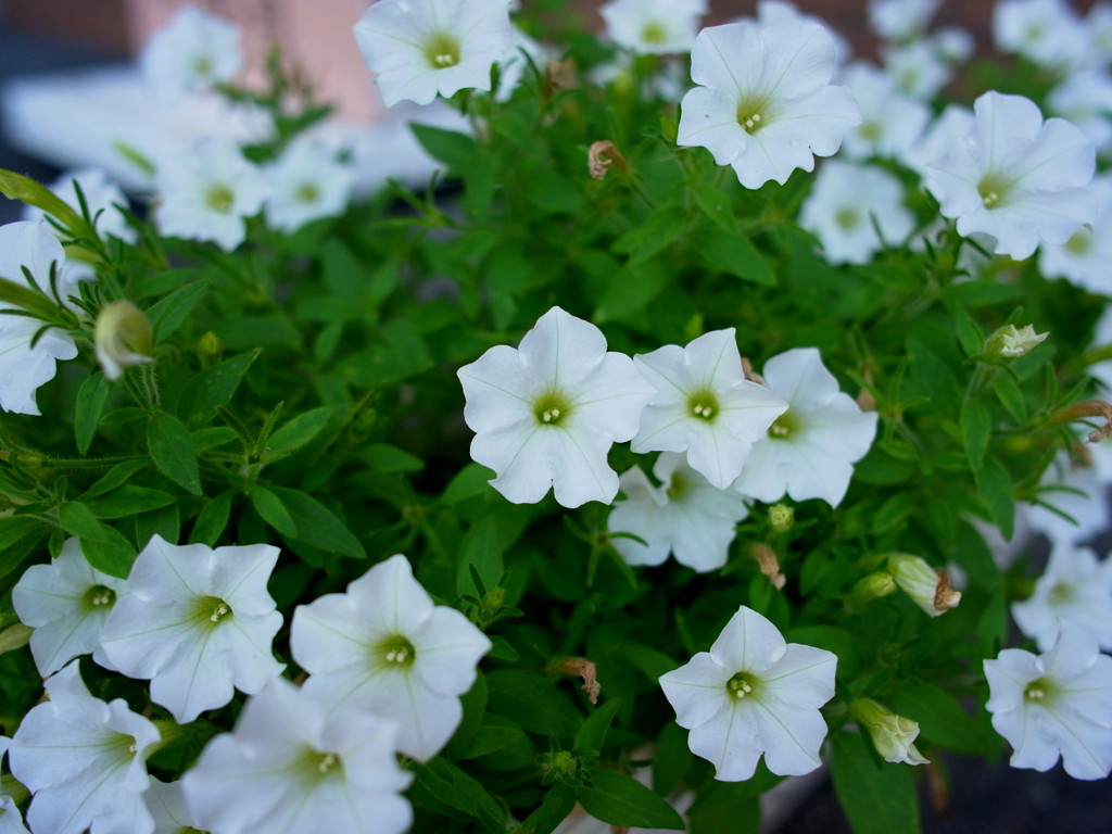 お花