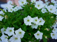 お花