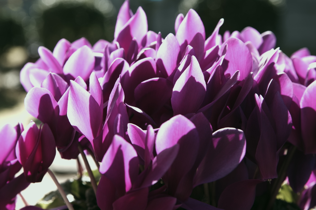 夕暮れのシクラメン