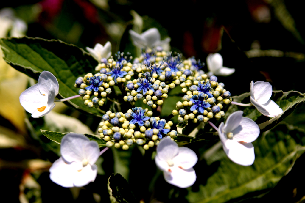 我家の紫陽花　その１