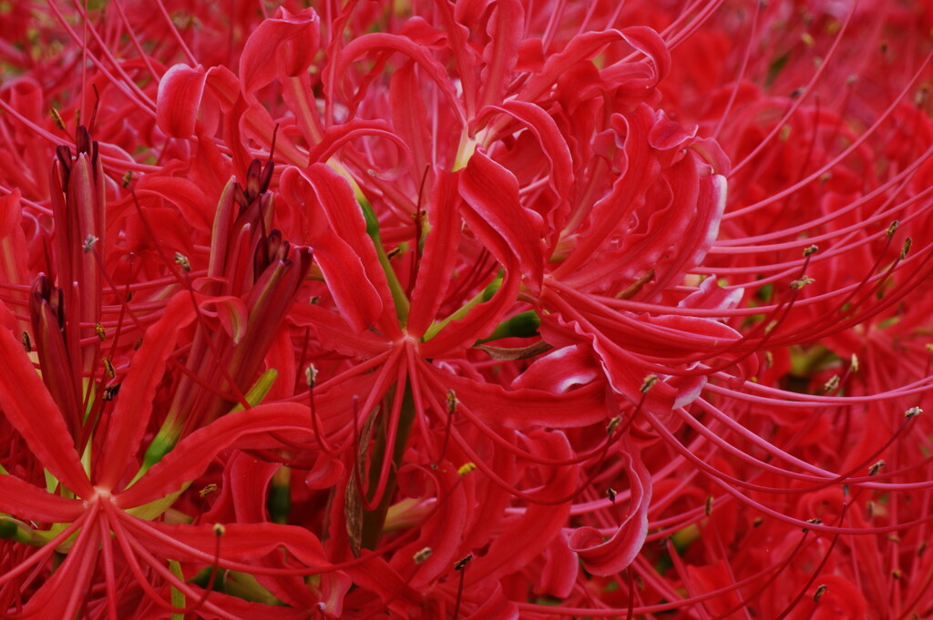 曼珠沙華 2