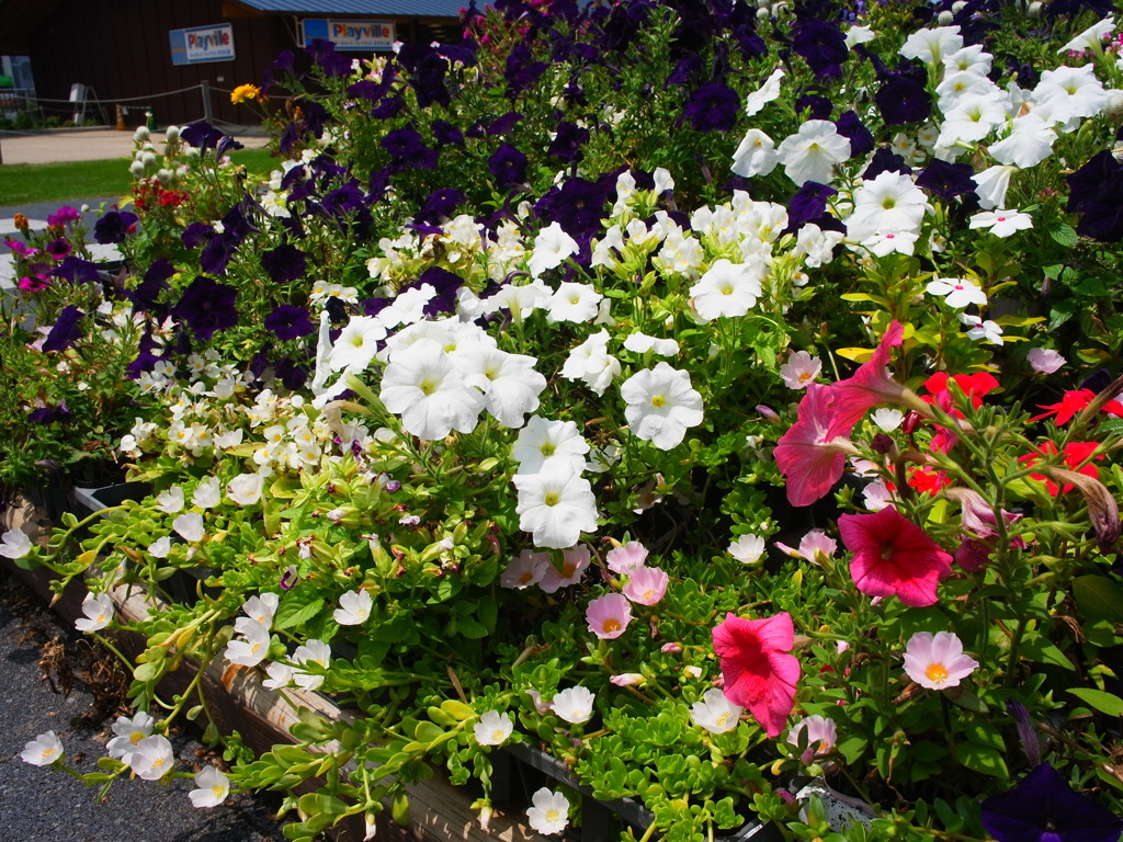 お花達Ⅱ