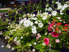 お花達Ⅱ