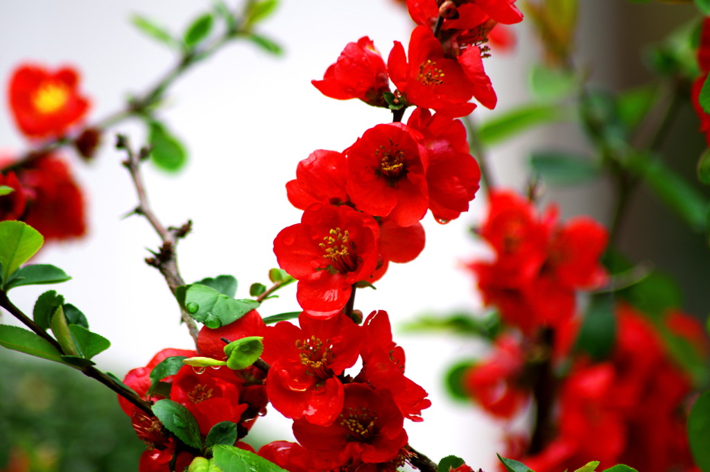 ボケの花