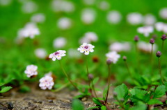 白い小さなお花