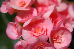 ピンクの花