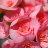 ピンクの花