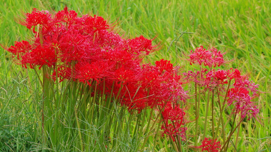曼珠沙華 4