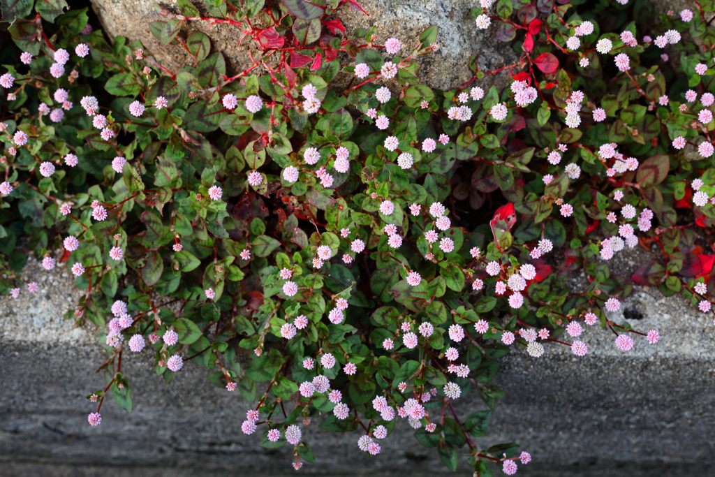 小さなお花