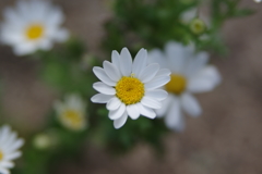 白い小さな花