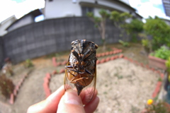 安らかに、、、