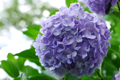 紫陽花