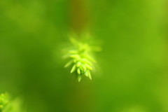 葉