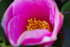 ピンクの花