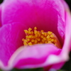 ピンクの花