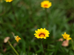 黄色いお花