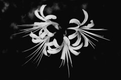 彼岸花