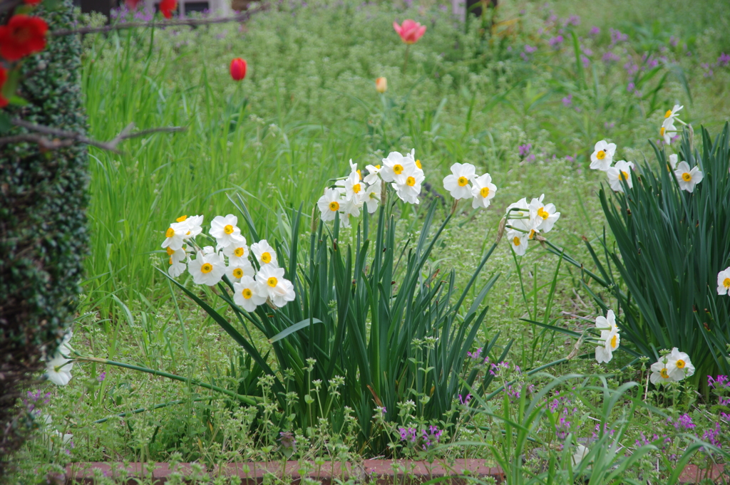 お隣ん家のお庭