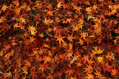 紅葉の絨毯（2）