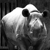 クロサイ