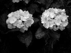 紫陽花