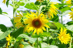 夏の定番