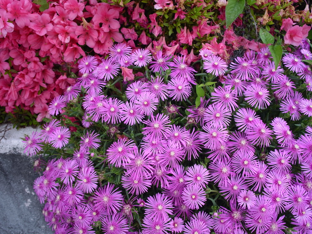 お写ん歩花写真