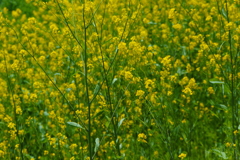 菜の花