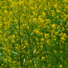 菜の花