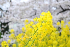菜の花