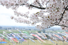 桜とこいのぼり