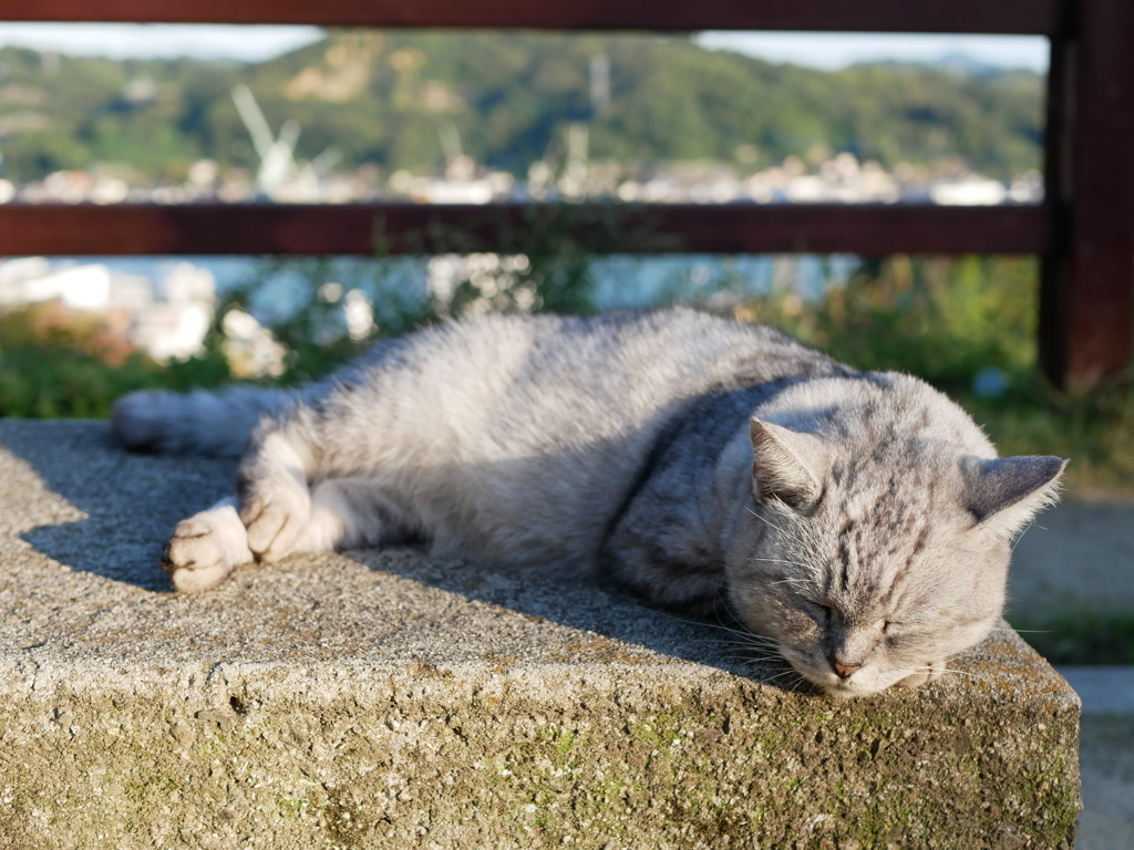 しあわせねこ