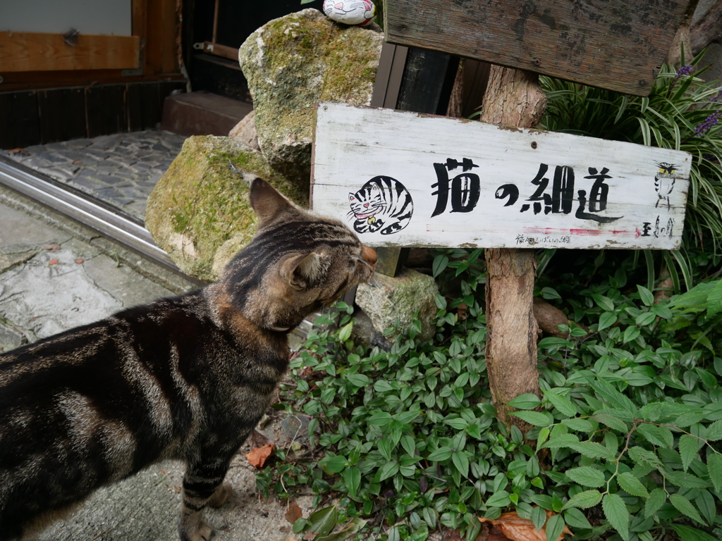 猫の細道