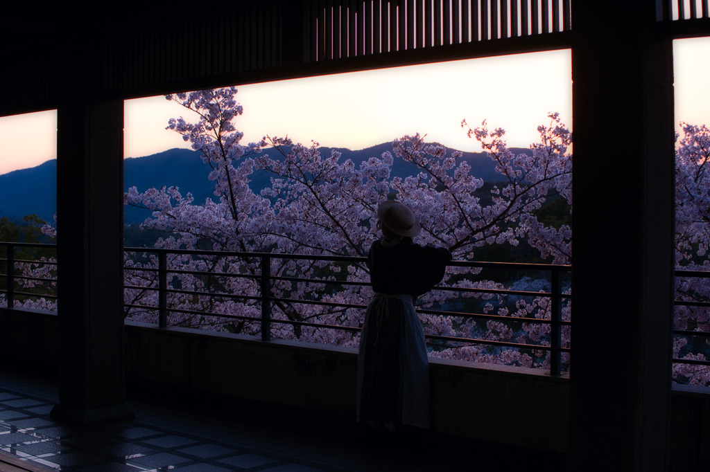 桜見る人