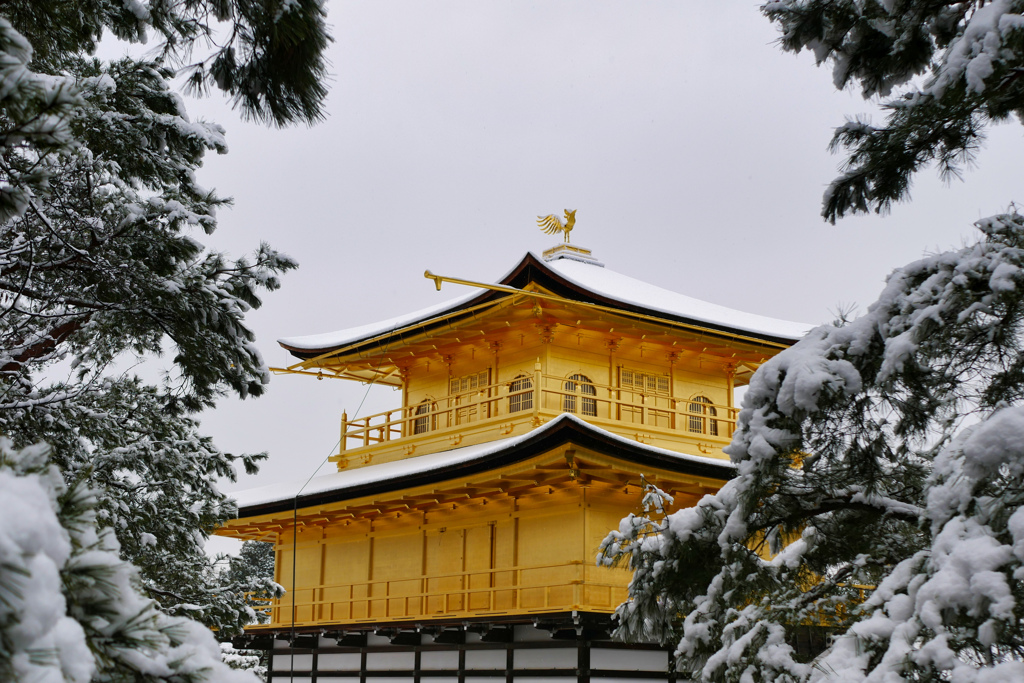 雪間の鳳凰
