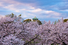 桜まみれ大阪城